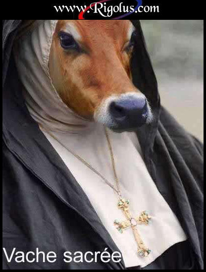 vache sacrée